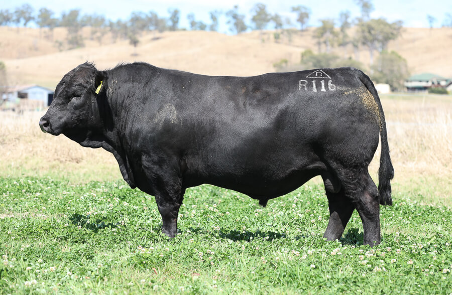 Proclamation 116 Lot 2 – Bonnydale Proclamation R116 | Bonnydale